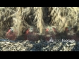 Maize Harvest POV 3 1547